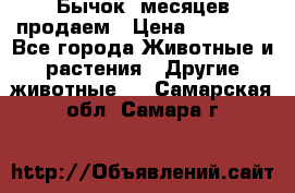 Бычок 6месяцев продаем › Цена ­ 20 000 - Все города Животные и растения » Другие животные   . Самарская обл.,Самара г.